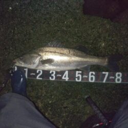 ランカー届かず