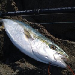 今年度初ロックショア