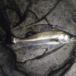 シーバス(港湾バチ抜)