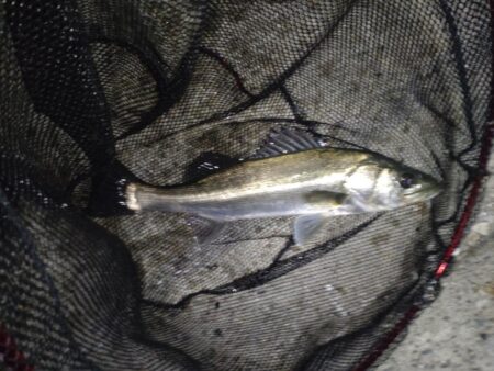 シーバス(港湾バチ抜)