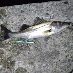 シーバス(バチ抜)