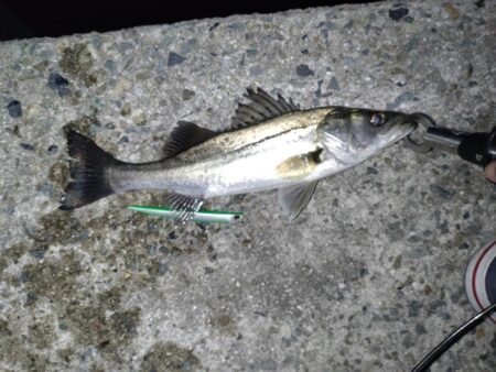 シーバス(バチ抜)