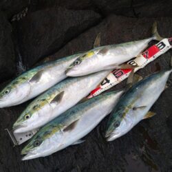 ナブラへ一直線