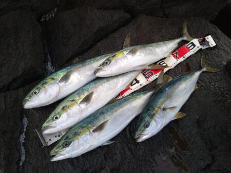 ナブラへ一直線