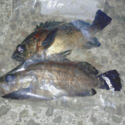 のんびり青イソメでウキ釣り