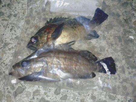 のんびり青イソメでウキ釣り