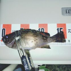 余った青イソメでまたまたウキ釣りメバル
