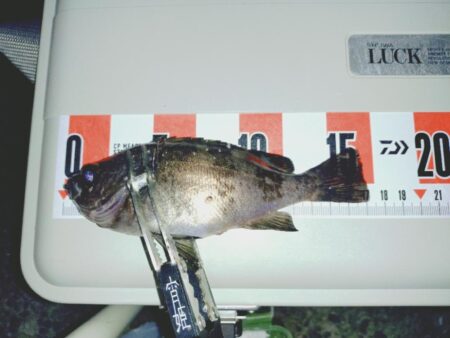 余った青イソメでまたまたウキ釣りメバル