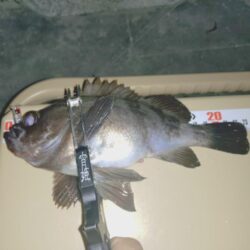 厳しいメバリング