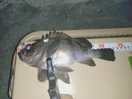 厳しいメバリング