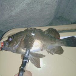 粘り勝ちプラッキング