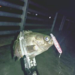 初プラグ試し釣り🎣