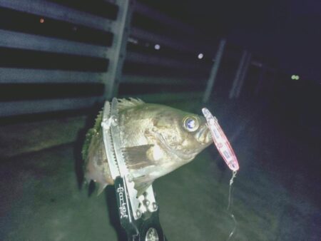 初プラグ試し釣り🎣