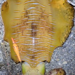 アオリイカ自己記録大幅更新