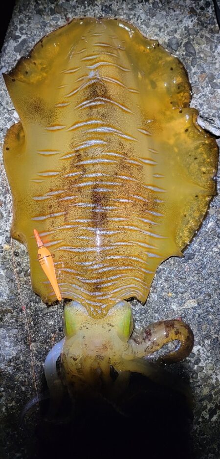 アオリイカ自己記録大幅更新