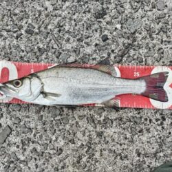 ヒラセイゴ釣れました!