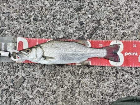 ヒラセイゴ釣れました!