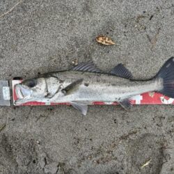 シーバス（フッコ）釣れました!