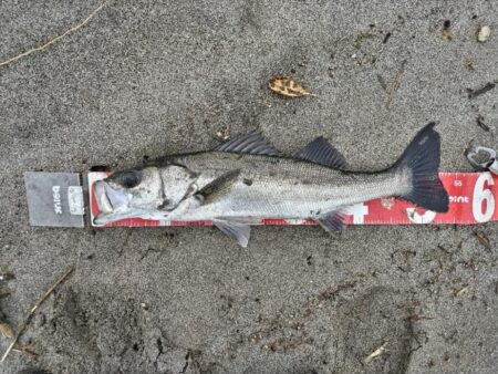 シーバス（フッコ）釣れました!