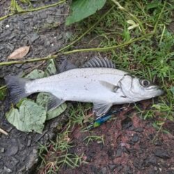 ソゲとヒラセイゴが釣れました!