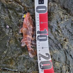 この時期にこやつが