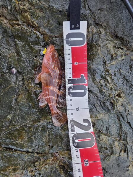 この時期にこやつが