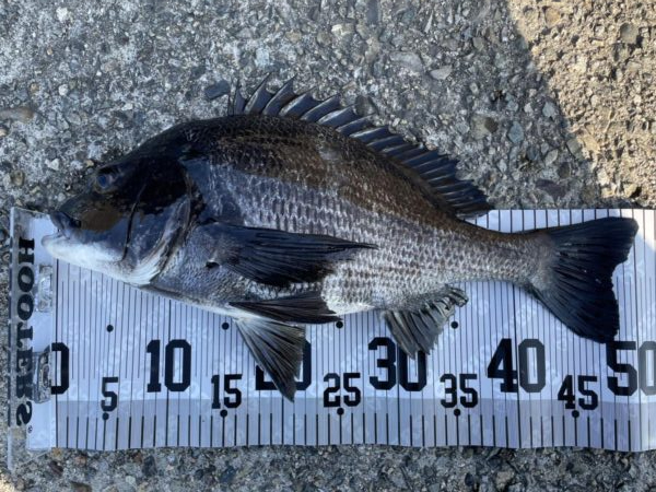 イチノ兄弟、釣果！