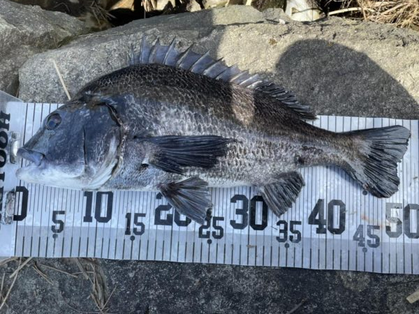 イチノ兄弟、釣果！