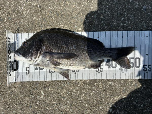 イチノ兄弟、釣果!