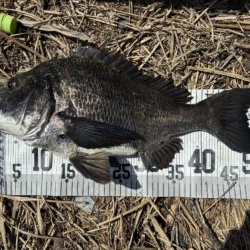 イチノ兄弟、釣果！