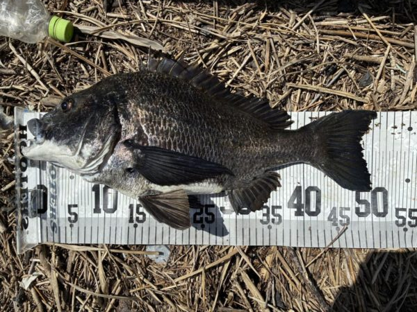 イチノ兄弟、釣果！