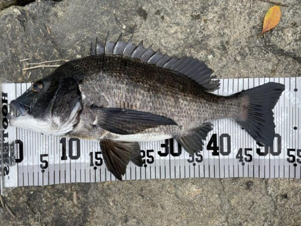 イチノ兄弟、釣果！