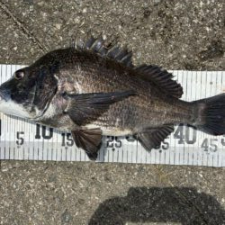 イチノ兄弟、釣果！