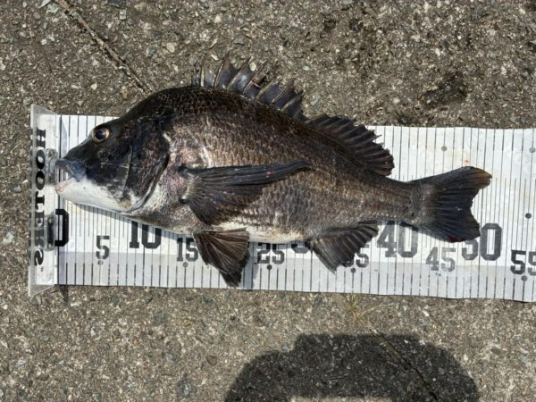 イチノ兄弟、釣果！