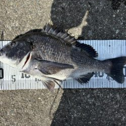 イチノ兄弟、釣果！