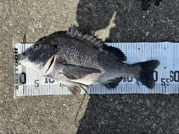 イチノ兄弟、釣果！