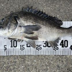 イチノ兄弟、釣果！