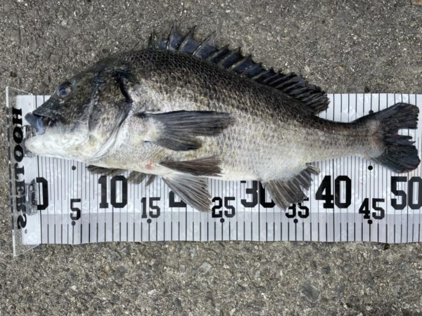 イチノ兄弟、釣果！