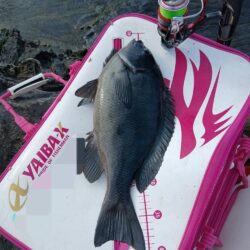 和歌山市江（吉丸渡船）でグレ釣り