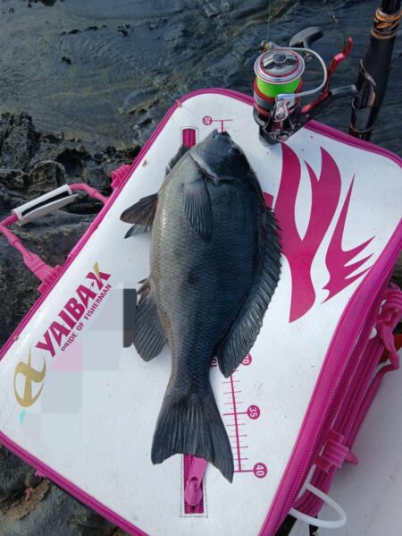 和歌山市江（吉丸渡船）でグレ釣り