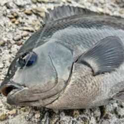 【波止グレ釣り】やっと数が出て来たよ～！