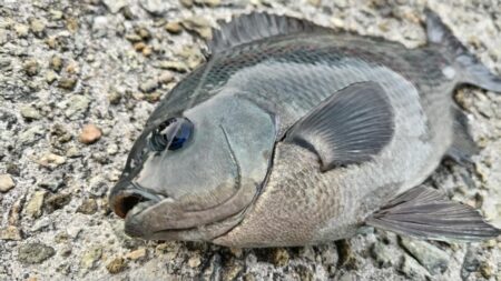 【波止グレ釣り】やっと数が出て来たよ～！