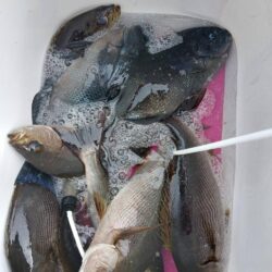 和歌山市江（吉丸渡船）でグレ釣り