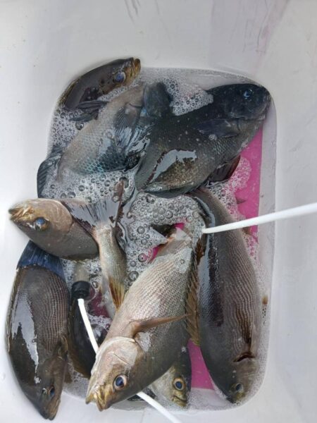 和歌山市江（吉丸渡船）でグレ釣り