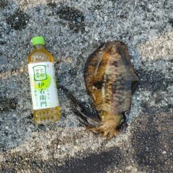 春アオリイカ狙い