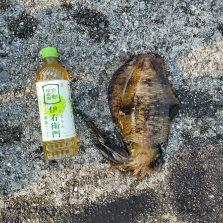 春アオリイカ狙い