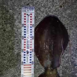 春アオリイカ狙い