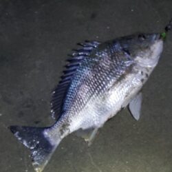 ノッコミスタート シーバスも