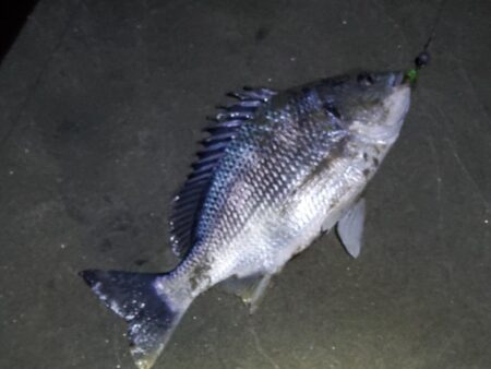 ノッコミスタート シーバスも