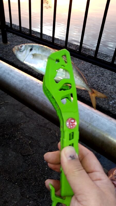 そろそろアジが釣れるかも